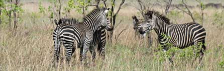 51-zebras