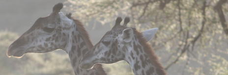 giraffes-in-mist