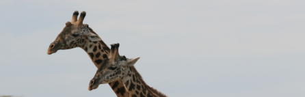 two-giraffes