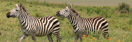 two-zebras